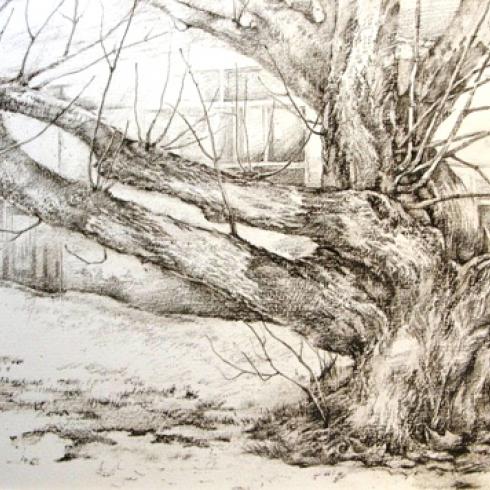 Аббориген. Бумага, карандаш. 2016. 30х40